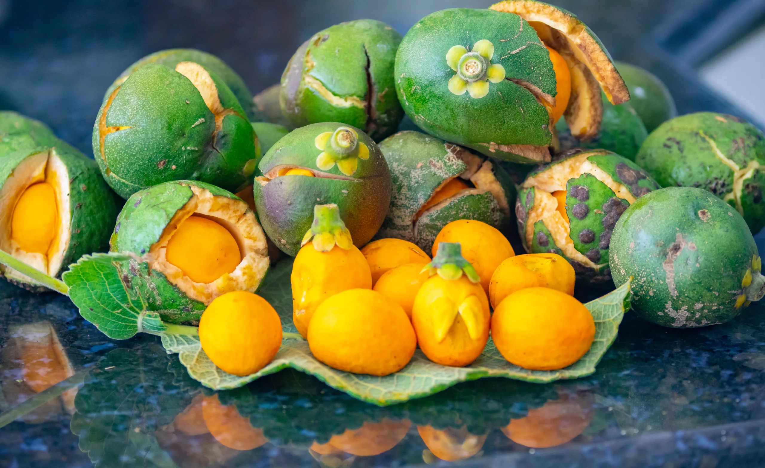 Detalle del fruto del pequi (Caryocar brasiliense)
