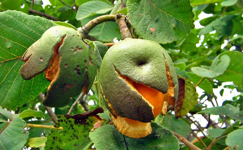 Pequizeiro en el Cerrado