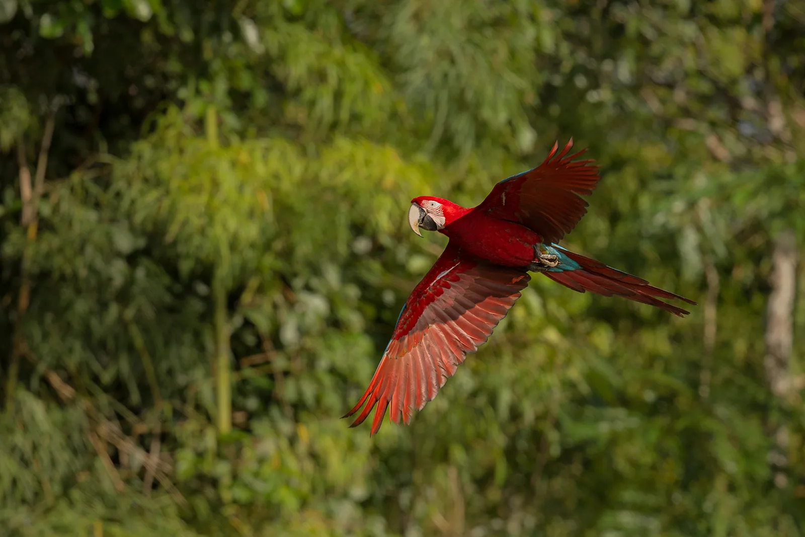 Foto — guacamayo en vuelo sobre el bosque