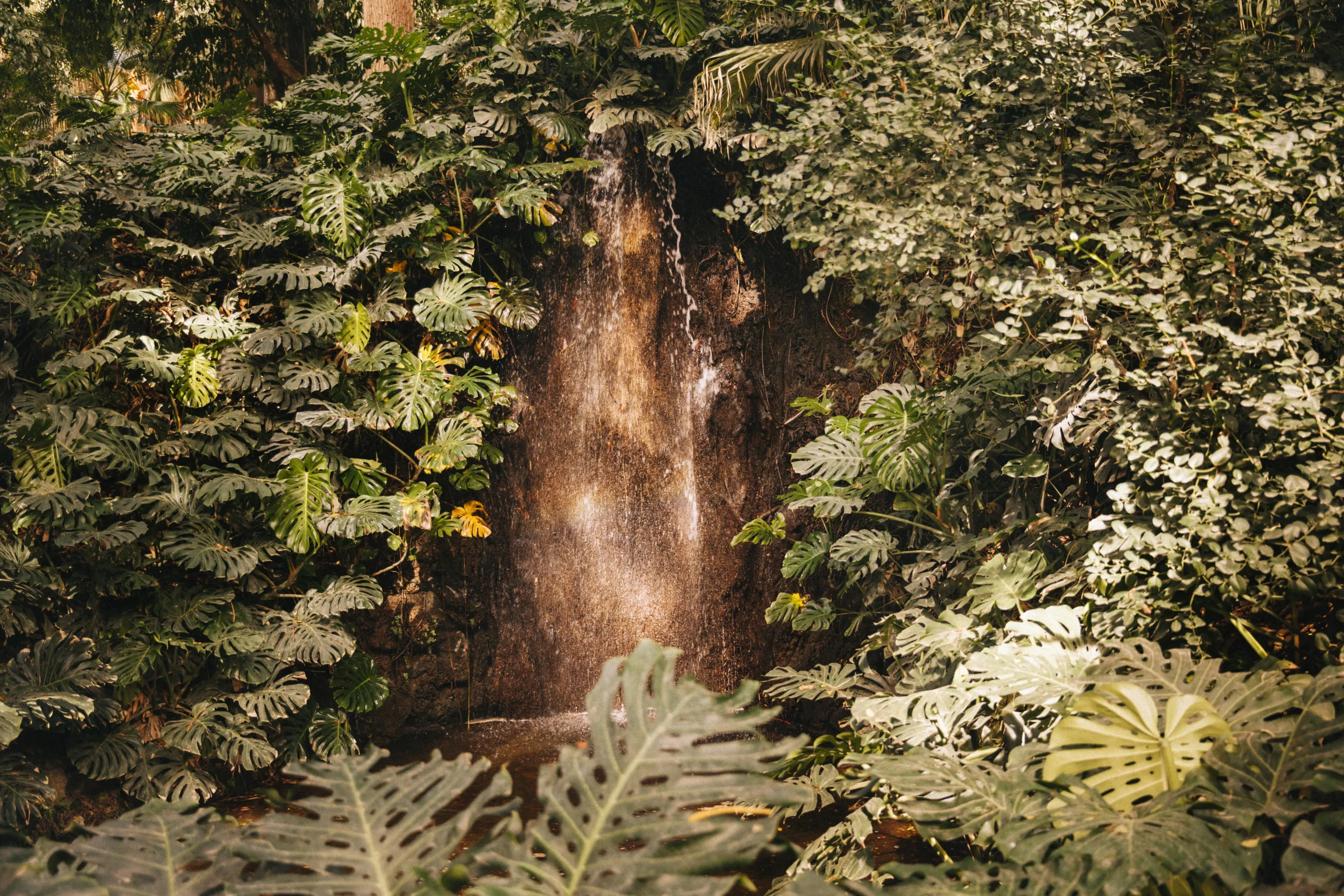 Foto — cascada en medio del bosque
